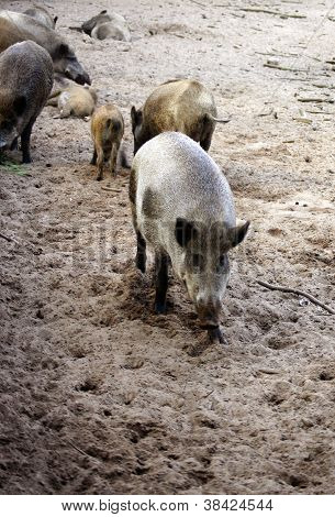 Wild boars herd