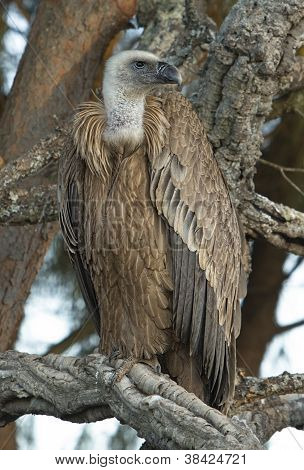 Gyps Fulvus