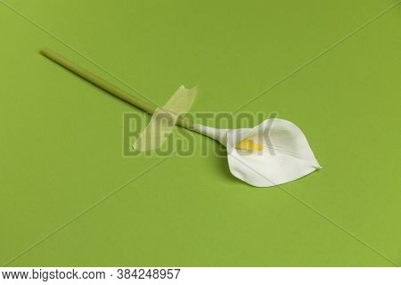 Calla Flower With Sticky Tape Isolated On Flat Lay Green Background. Minimal Spring Wedding Or Birth