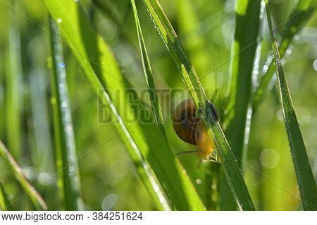 Closeup Snail And Dew Drop In Summer Time