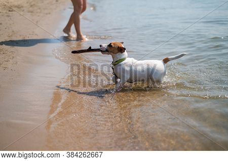 The Dog Swims With A Stick In Its Mouth. Jack Russell Terrer Executes The Apport Command.