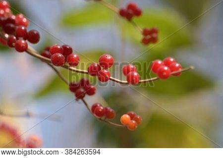 Branch With Red Berries Lonicera Xylosteum On A Blurry Background In Autumn