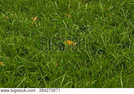 The surface of the lawn, the texture of mown grass. Mown grass on the lawn near the house