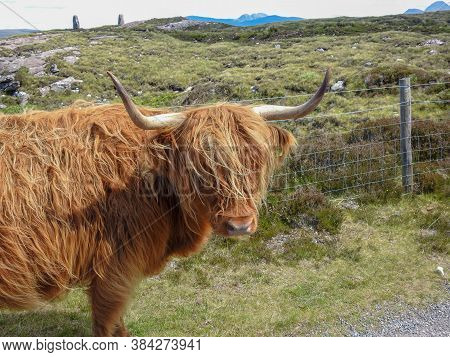 A Long Haired Ginger Highland Cow In Scotland