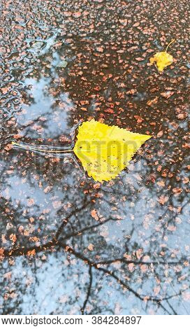 Dry Autumn Leaf Lying On Water Surface In Puddle. Autumn Concept. Yellow Leaves In Puddle On Asphalt