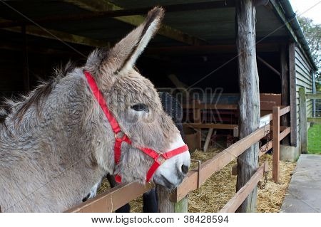 Looking Out da all'interno della sua scuderia Donkey