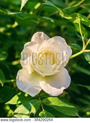 Charming Delicate White Rose In Sunnny Rays At Day