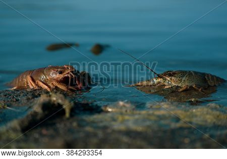 Freeing Bulgarian Astacus Astacus, Crayfish, On The Shore Of A Lake.