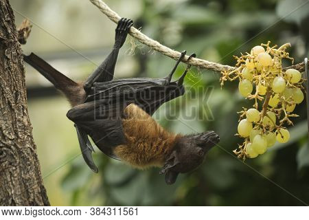 The Flying Fox (pteropus) With Grapes In Zoo.