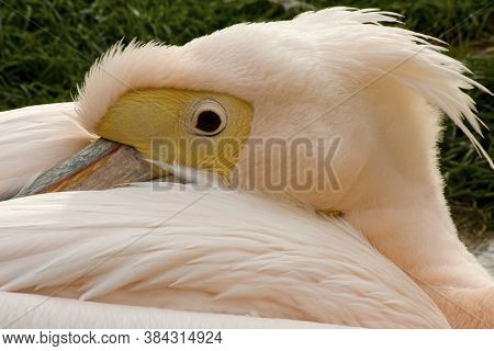 The White Pelican (pelecanus Onocrotalus) In Zoo.