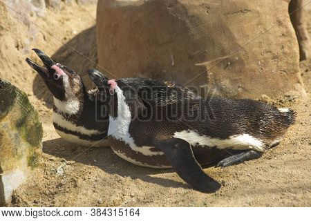 The African Penguin (spheniscus Demersus) In Zoo.