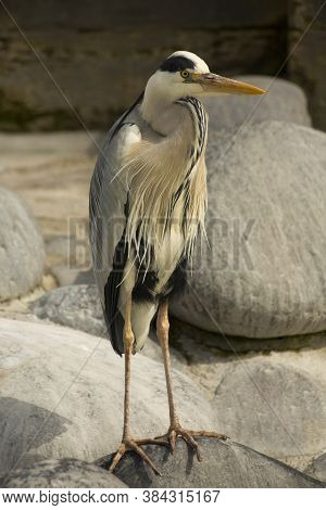 The Grey Heron (ardea Cinerea) In Zoo.