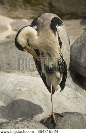 The Grey Heron (ardea Cinerea) In Zoo.