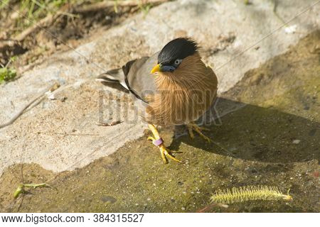 The Black-headed Myna (sturnia Pagodarum) In Zoo.