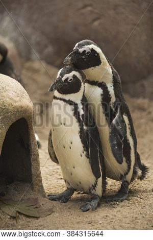 The African Penguin (spheniscus Demersus) In Zoo.