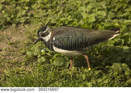 The Common Lapwing (vanellus Vanellus) In Zoo.