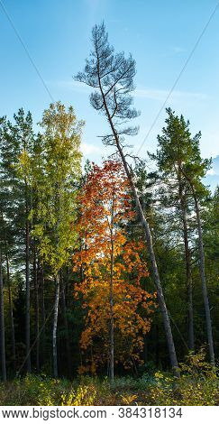 Beautiful Autumn Landscape. View Of Trees In Autumn Forest. Latvian Nature.