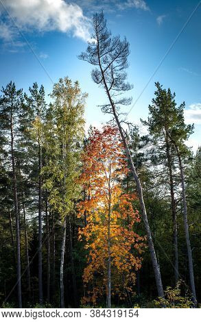 Beautiful Autumn Landscape. View Of Trees In Autumn Forest. Latvian Nature.