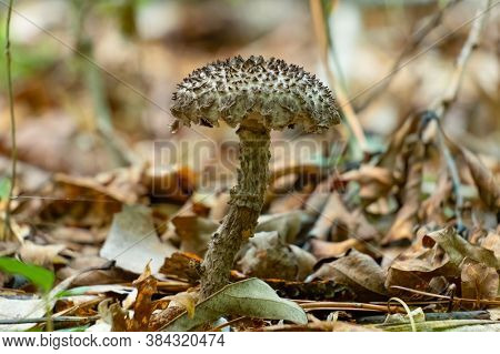 Old Man Of The Woods Mushroom (strobilomyces Strobilaceus) Growing The Forest. Raleigh, North Caroli