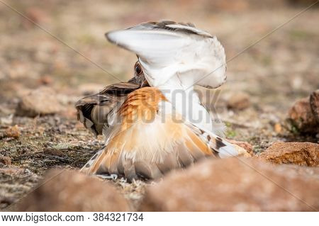 An Adult Killdeer, Either The Mother Or Father, Will Pretend To Be Injured To Lure Away Potential Pr