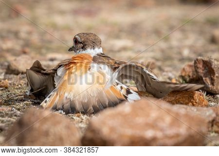 An Adult Killdeer, Either The Mother Or Father, Will Pretend To Be Injured To Lure Away Potential Pr