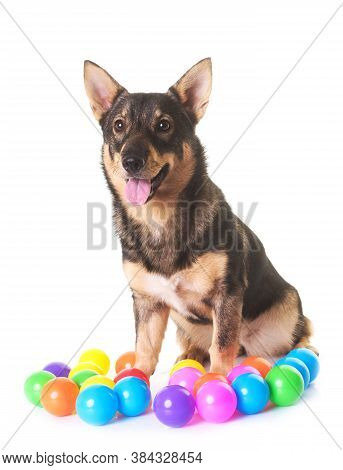 Swedish Vallhund In Front Of White Background