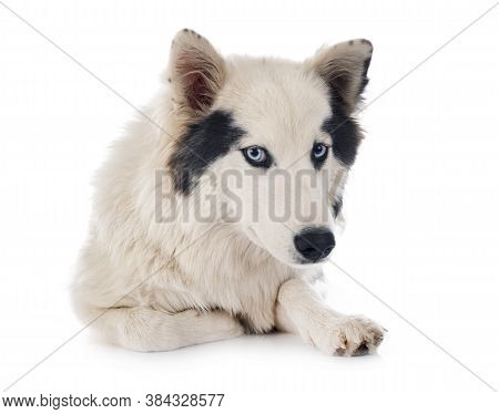 Yakutian Laika In Front Of White Background