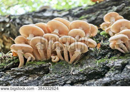 Honey Fungus (armillaria Mellea) Grows On Old Felled Birch Trees. A Group Of Edible Stump Mushroom.