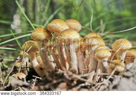 Honey Fungus (armillaria Mellea) Grow On The Ground In A Deciduous-coniferous Forest. A Group Of Edi