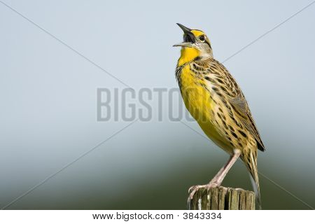 울타리 게시물에서 동부 Meadowlark 노래