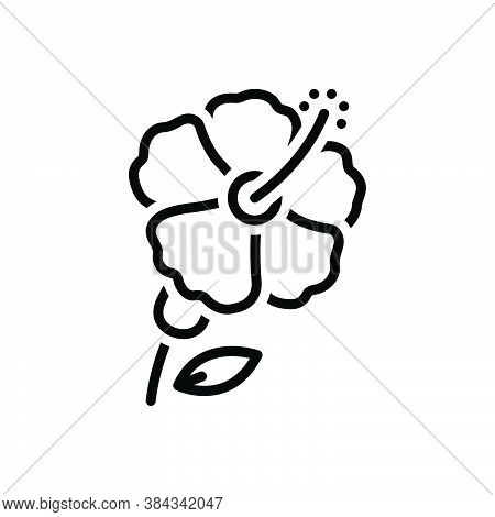 Black Line Icon For Hibiscus Petal Hawaii Pistil Malvaceae Carmine Natural Flower Blossom Botanical