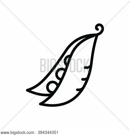 Black Line Icon For Pea Peapod Nutrition Fresh Bean Gourmet Grain Vegetable Agriculture Cultivation 