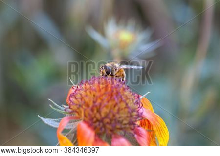 Hoverfly On Yellow Senotainia Tricuspis Dandelion Flower Syrphidae