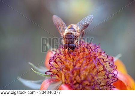 Hoverfly On Yellow Senotainia Tricuspis Dandelion Flower Syrphidae