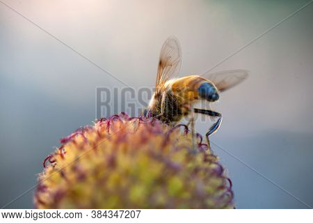 Hoverfly On Yellow Senotainia Tricuspis Dandelion Flower Syrphidae