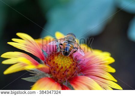 Hoverfly On Yellow Senotainia Tricuspis Dandelion Flower Syrphidae