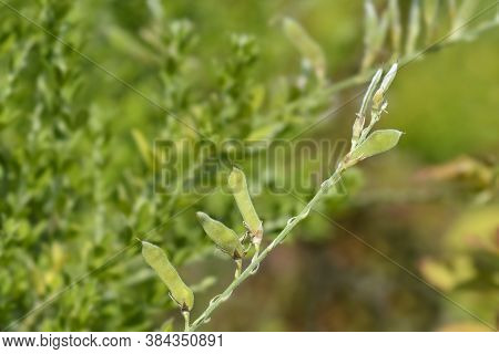 Easter Broom Seed Pod - Latin Name - Genista X Spachiana