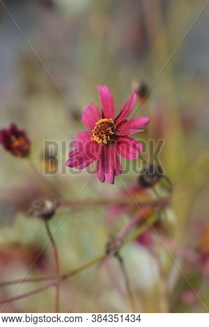 Tickseed Red Satin Flower - Latin Name - Coreopsis Red Satin