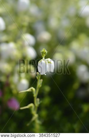 St Dabeocs Heath White Flowers - Latin Name - Daboecia Cantabrica Alba