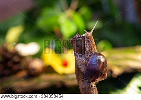 Large Snail On A Tree Branch. Burgudian, Grape Or Roman Edible Snail From The Helicidae Family.