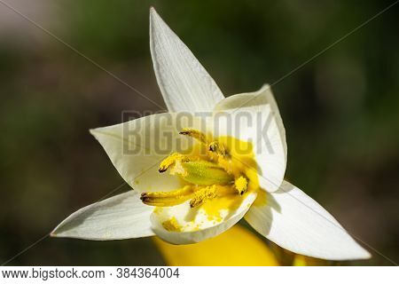 Macro Shot Of An Open White Crocus Flavus
