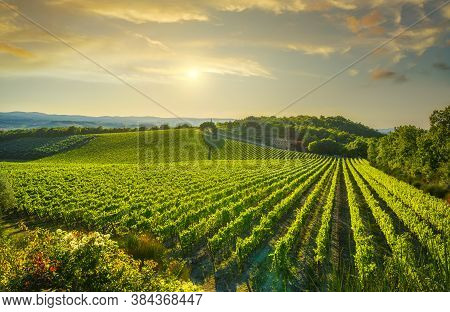 Vineyard At Sunset. Sangiovese Red Italian Wine Grape Variety. Castellina In Chianti, Tuscany, Italy