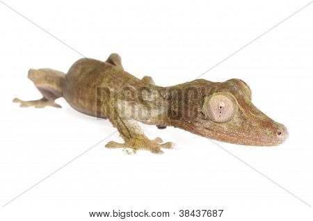 Gecko cola de hoja