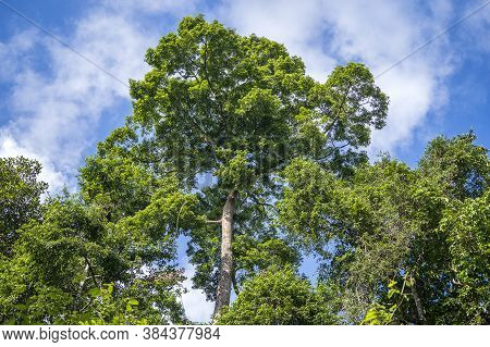 The Big Tropical Tree With Sky Background, View From Below. Scientific Name Dipterocarpus Alatus Or 