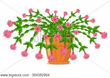 Blooming Christmas Cactus In A Pot. Vector Cartoon Illustration Isolated On White Background.