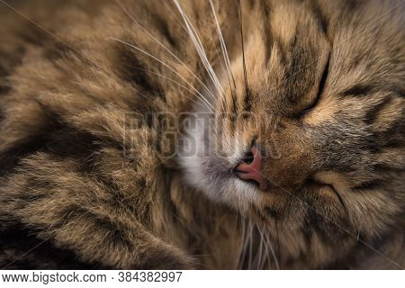 Sleeping Maine Coon Tabby Cat Close Up