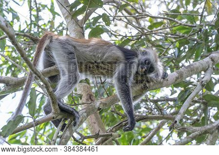 Wild Red Colobus Monkey Sitting On The Branch In Tropical Forest On The Island Of Zanzibar, Tanzania