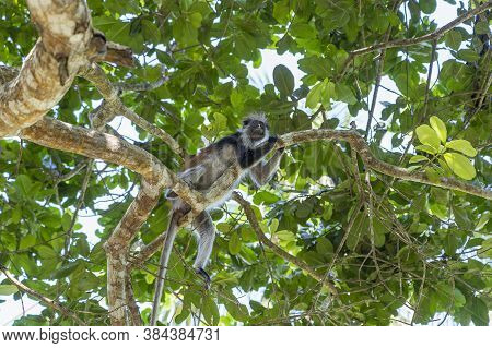 Wild Red Colobus Monkey Sitting On The Branch In Tropical Forest On The Island Of Zanzibar, Tanzania