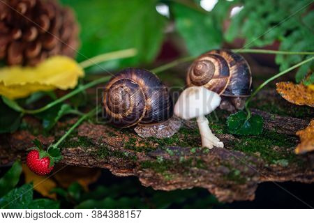 Large Snails Crawling Along The Bark Of A Tree. Burgudian, Grape Or Roman Edible Snail From The Heli