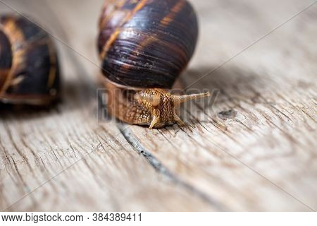 Big Snail On The Tree. Burgudian, Grape Or Roman Edible Snail From The Helicidae Family.